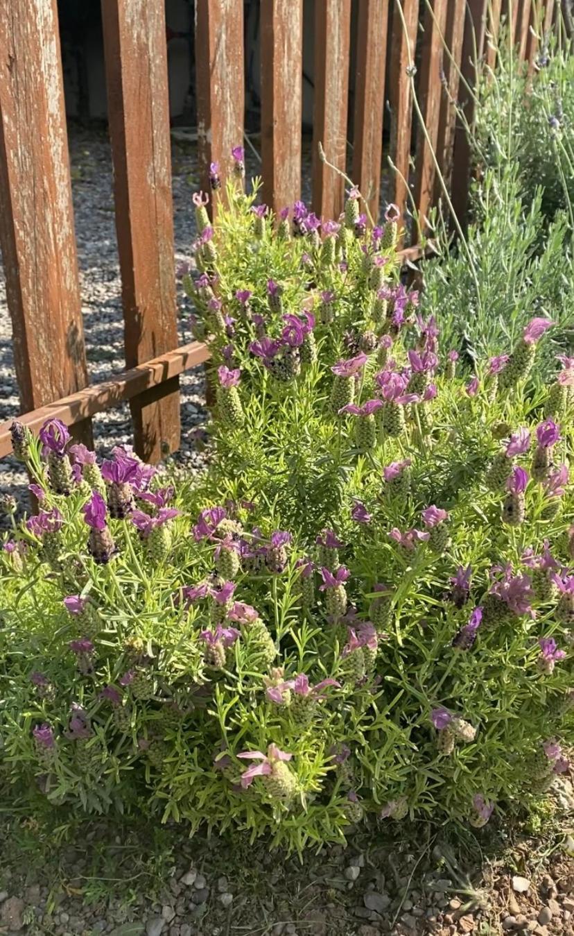 Lavender Farm House Nafpaktos Exteriér fotografie